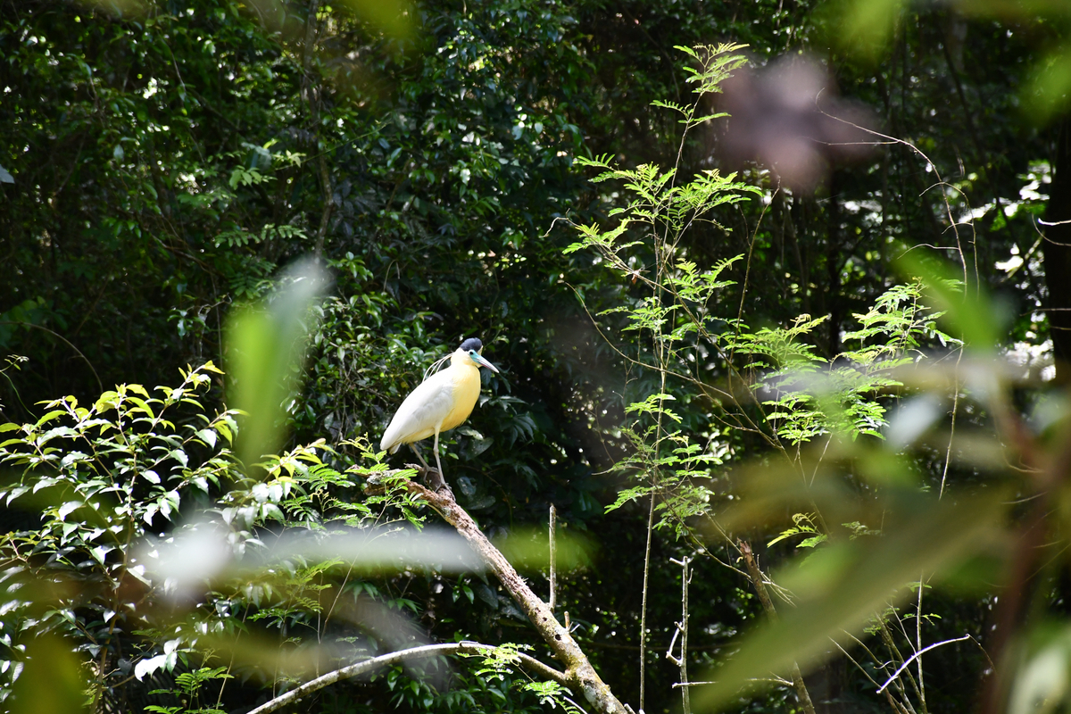 Dino - Divulgador de Noticias