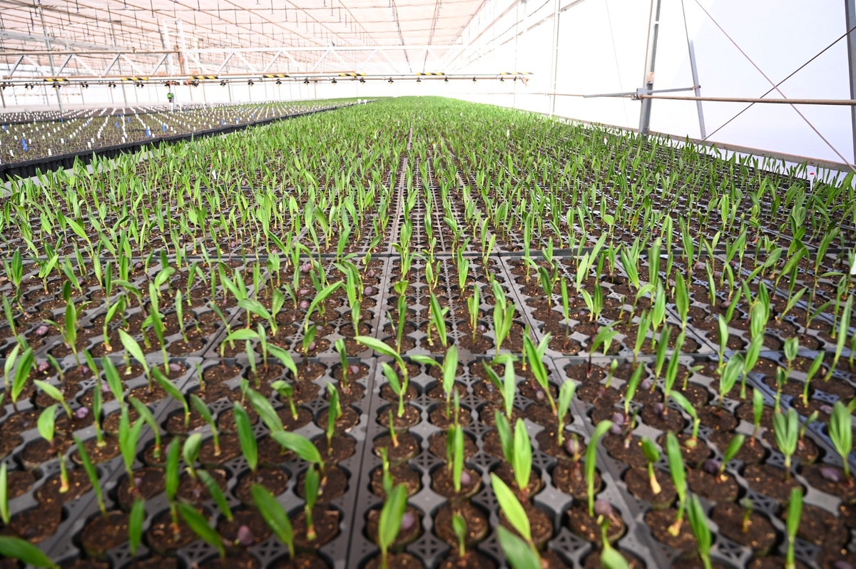 Dino - Divulgador de Noticias