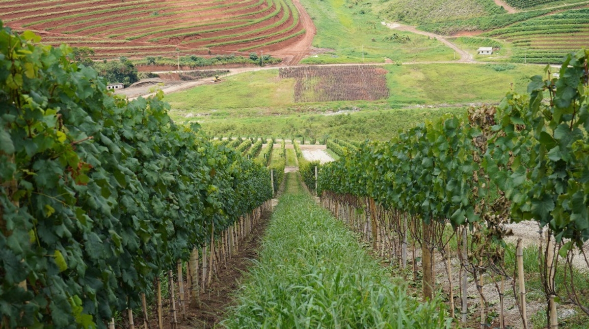 Dino - Divulgador de Noticias