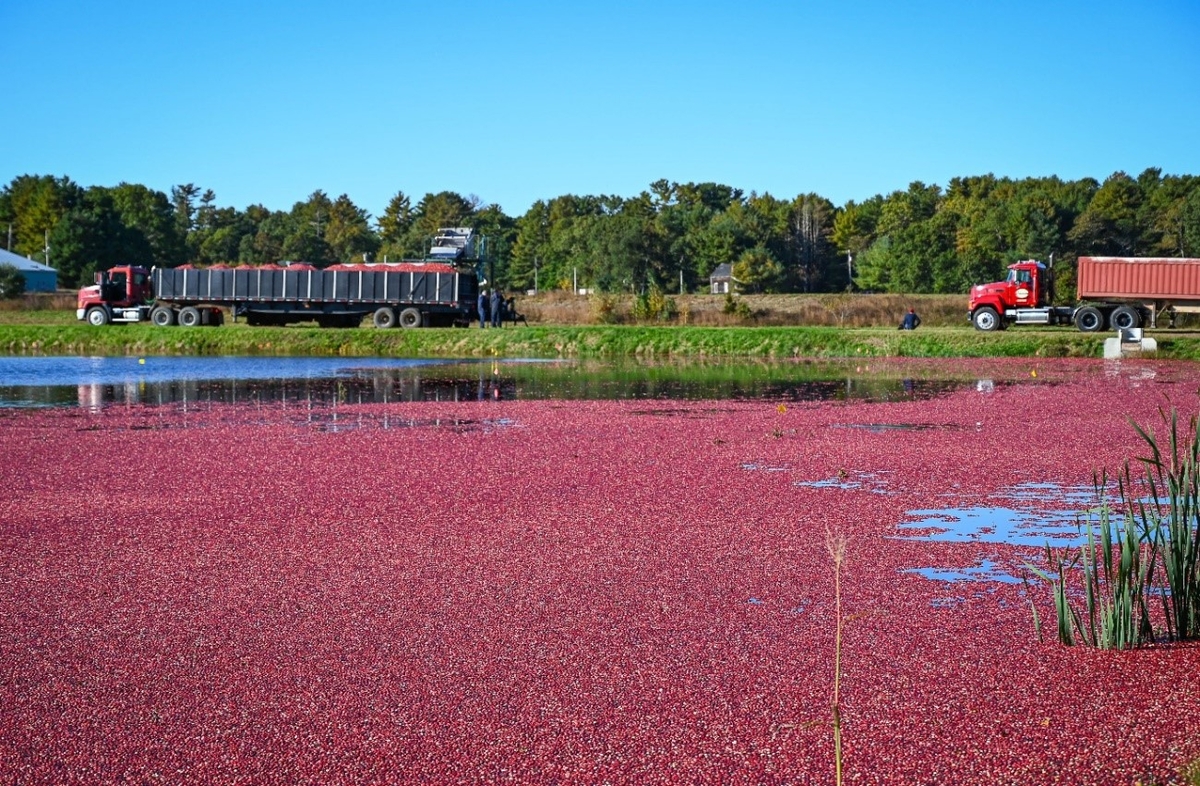 Dino - Divulgador de Noticias